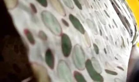 جميلة تدق غرام. دي ماركو, الثلج, الشحوم مصري يمارس الجنس مع اخته
